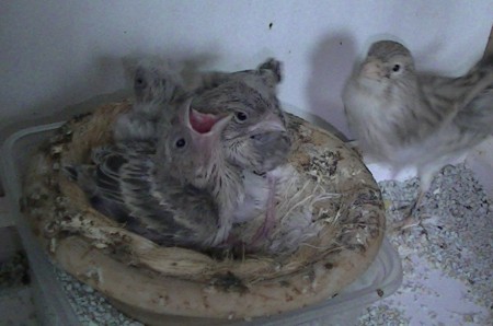 opaaltjes hebben honger, mama bea staat te kijken 